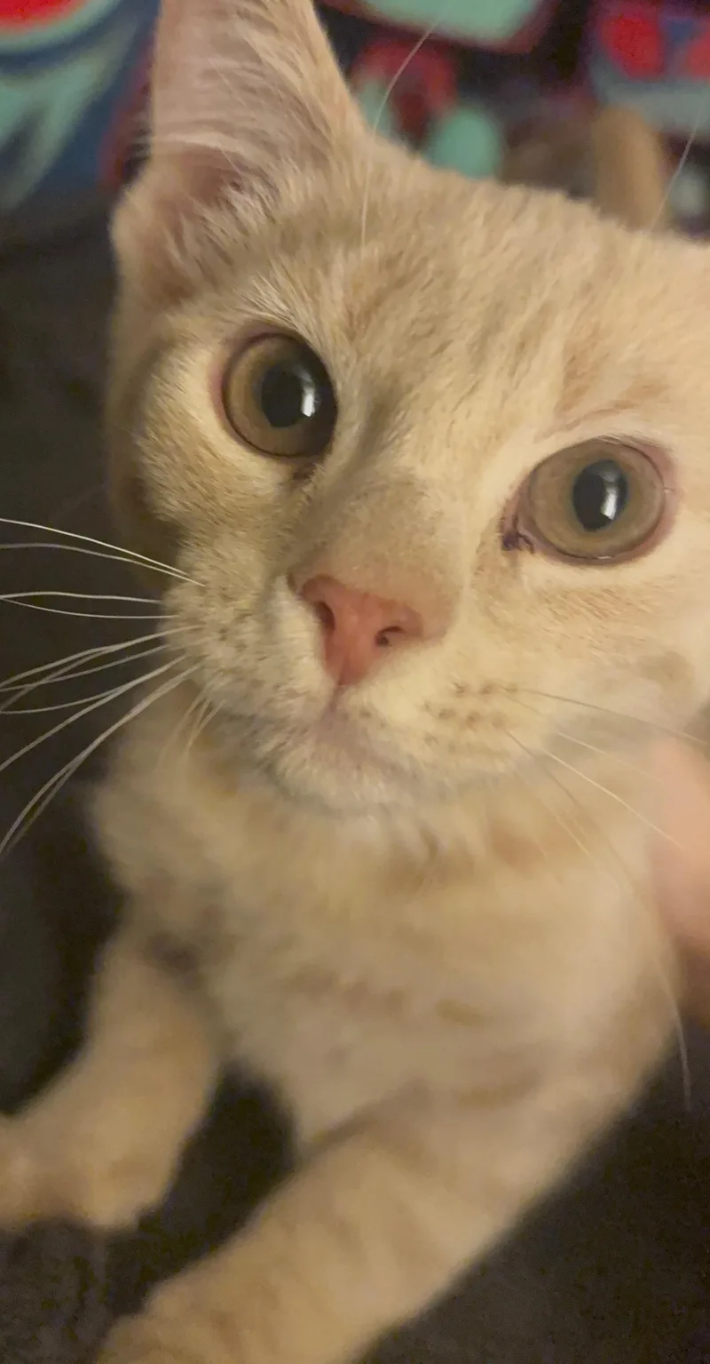 Meowth thumbnail 3