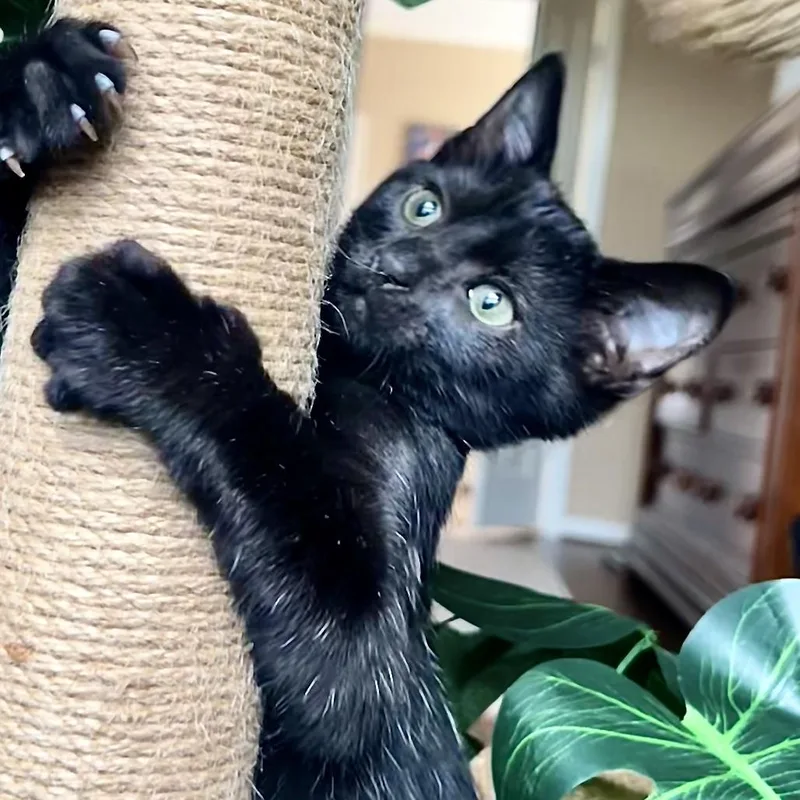 A baby small-sized female Black Domestic Short Hair cat named Brinley for adoption in Houston, TX