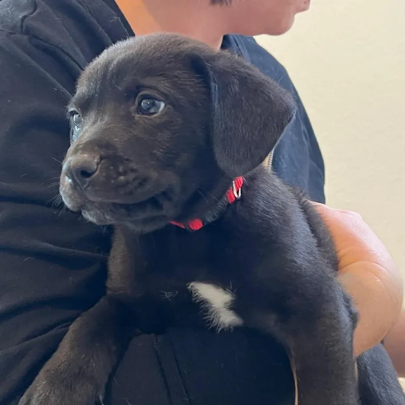 A baby small-sized male Black Australian Shepherd dog named Eugene for adoption in Boerne, TX