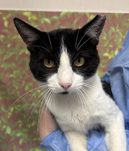 An adult medium-sized male Domestic Short Hair cat named Barrows for adoption in San Antonio, TX