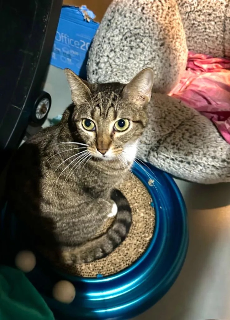 An adult small-sized female Domestic Short Hair cat named Parker for adoption in New Orleans, LA