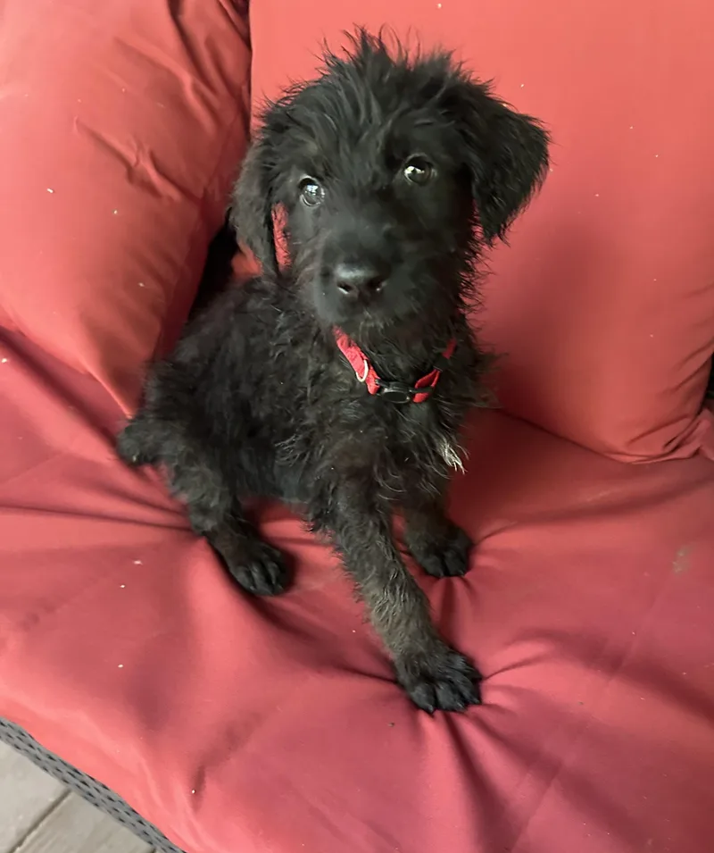A baby large-sized male Goldendoodle dog named Woody for adoption in Kannapolis, NC