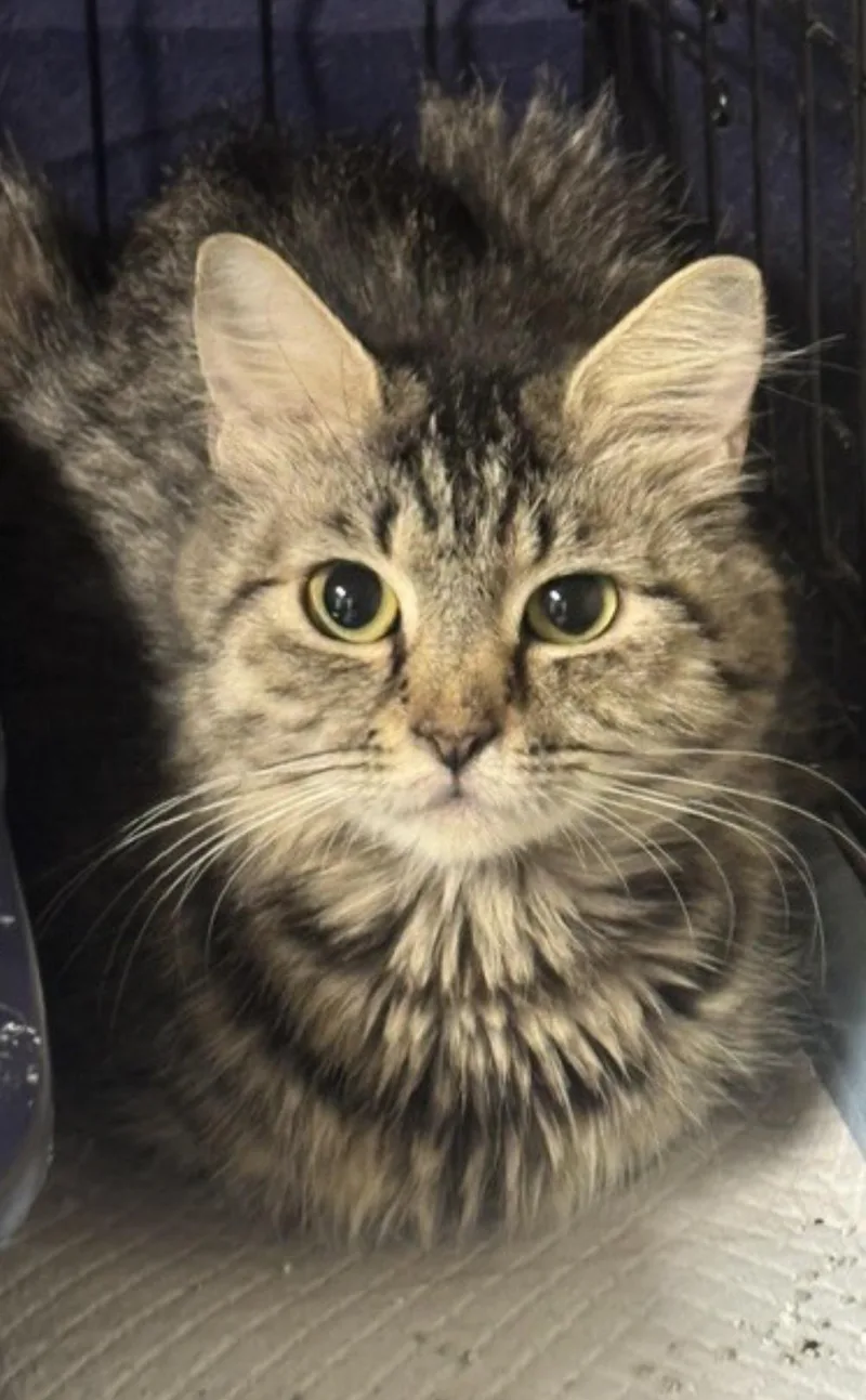 An adult medium-sized female Brown / Chocolate Manx cat named Rollo for adoption in Fredericksburg, VA