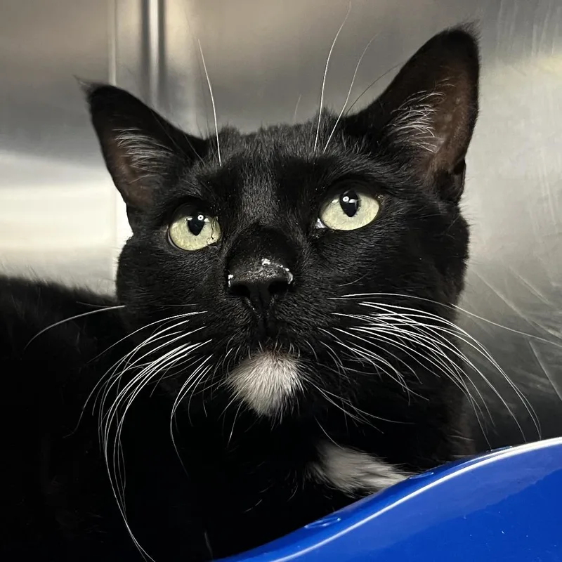 An adult large-sized female Black Domestic Short Hair cat named Blair for adoption in Palm Springs, CA