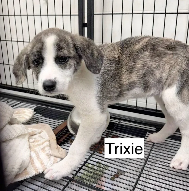 Trixie