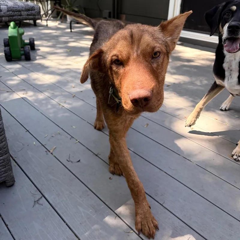 An adult medium-sized male Brown / Chocolate Mixed Breed dog named Gilbert for adoption in Buffalo, MN