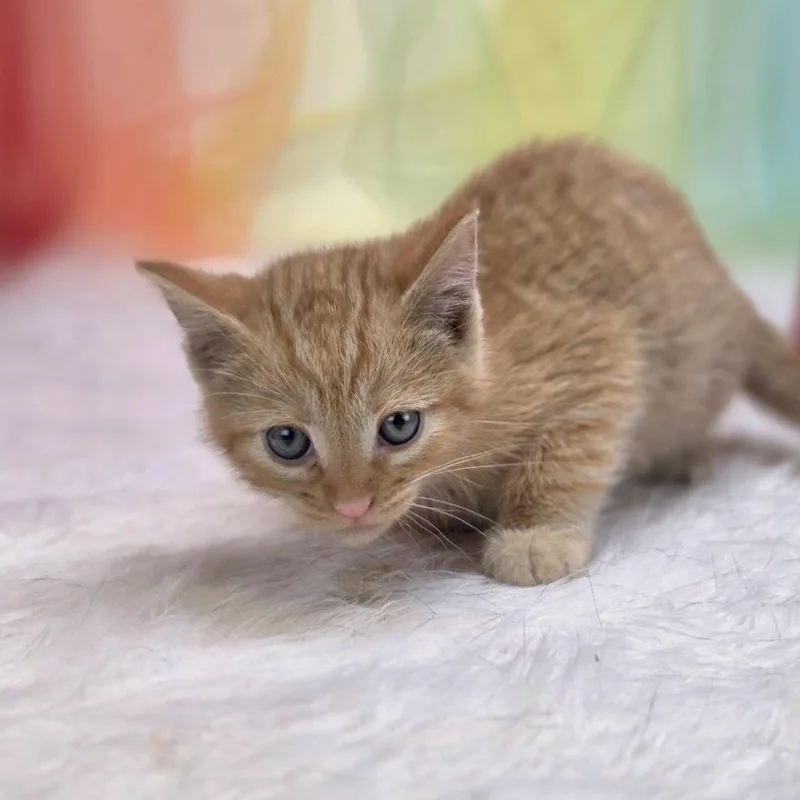 A baby small-sized male Orange / Red Domestic Short Hair cat named Dosc for adoption in East Saint Louis, IL