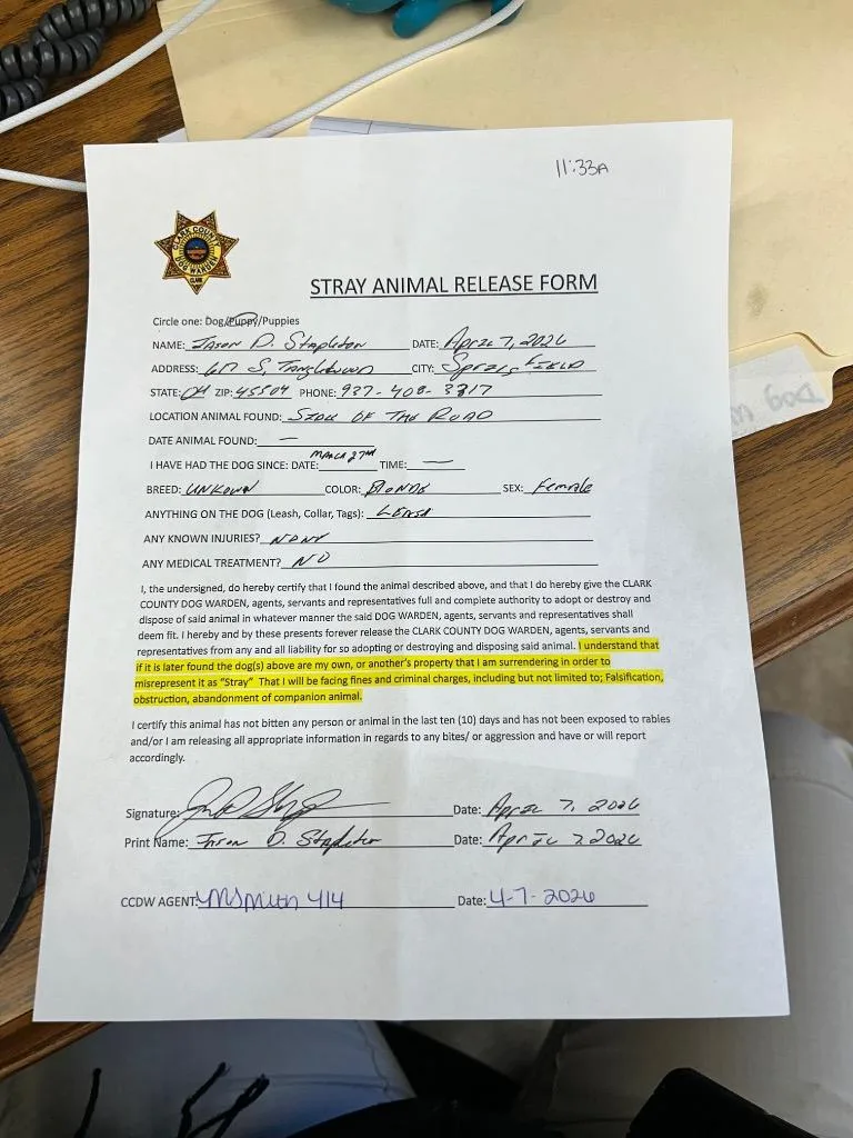 A baby medium-sized female Shepherd dog named Flora for adoption in Springfield, OH