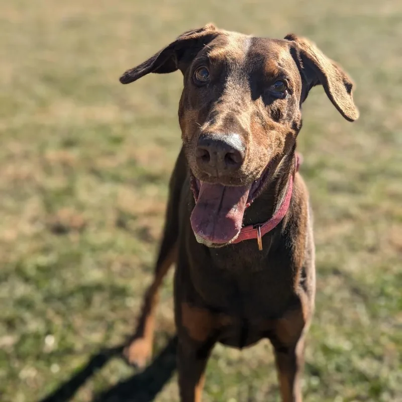 A senior large-sized female Red / Chestnut / Orange Doberman Pinscher dog named Rosie  I'm A for adoption in Sandown, NH