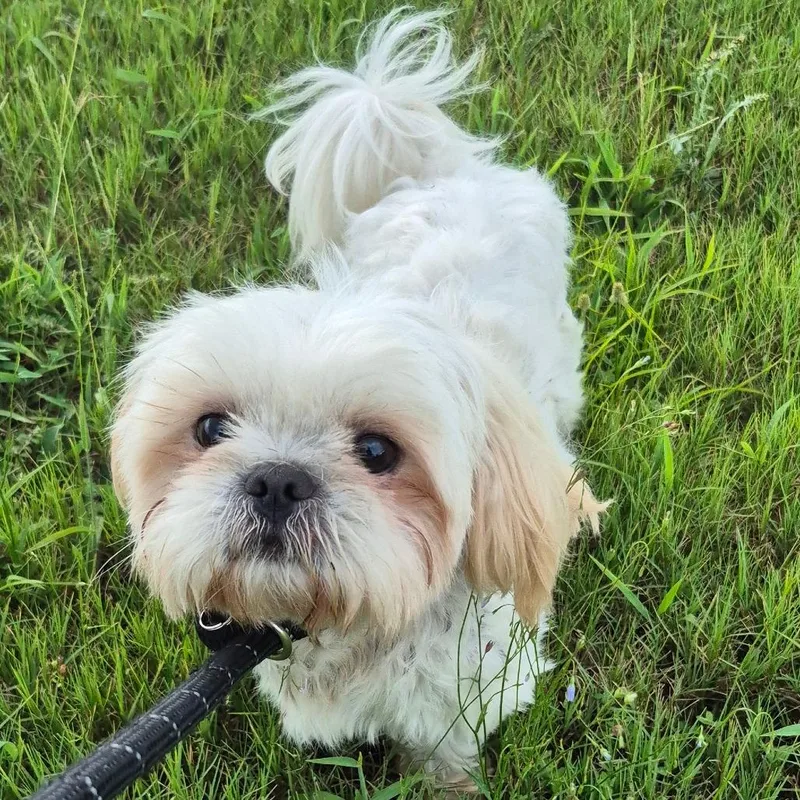 An adult small-sized male White / Cream Mixed Breed dog named StrayWaltersLoop"Cartier" for adoption in Columbus, GA