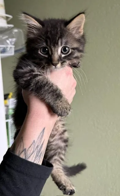A baby medium-sized male Tabby (Tiger Striped) Domestic Medium Hair cat named Minnow for adoption in Santa Cruz, CA