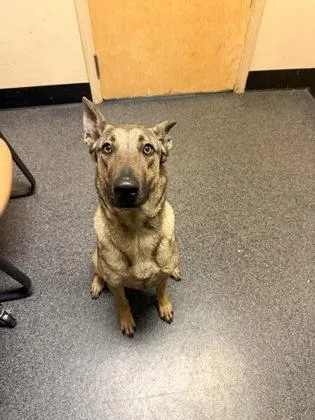 An adult medium-sized female Belgian Shepherd / Malinois dog named Miss Daisy for adoption in Roseville, CA