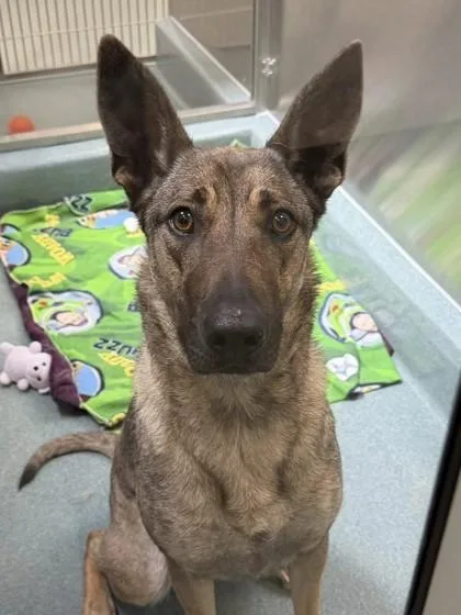 Miss Daisy thumbnail 2