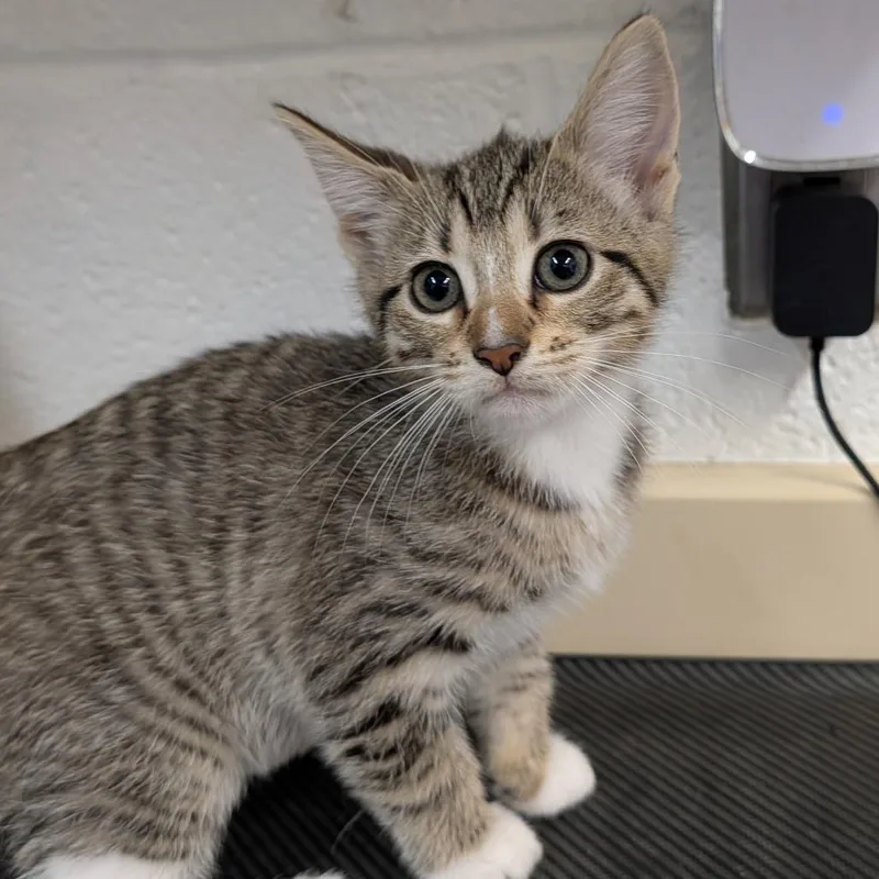 A baby small-sized female Black Domestic Short Hair cat named Silky for adoption in Ardmore, OK