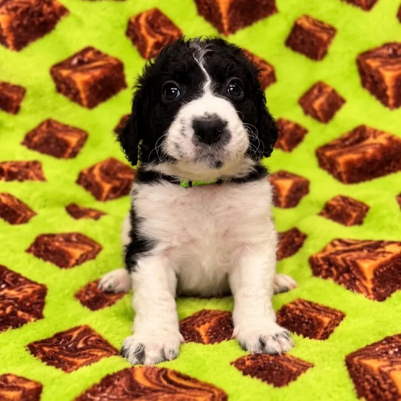 A baby medium-sized female Black German Wirehaired Pointer dog named Fudge for adoption in St. Peters, MO