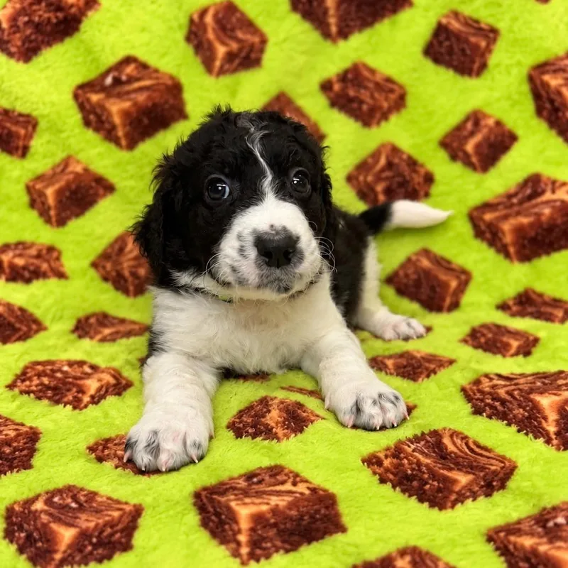 Fudge thumbnail 2
