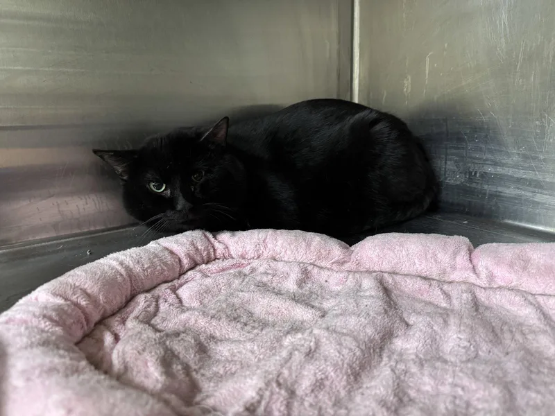 An adult medium-sized male Black Domestic Short Hair cat named Phil for adoption in Austin, MN