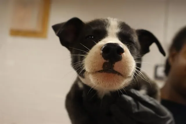 A baby small-sized female Mixed Breed dog named Palmer for adoption in Columbia, SC