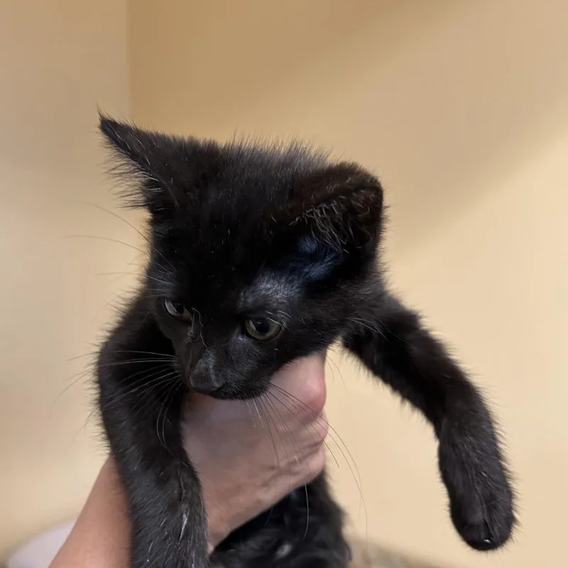 A baby small-sized male Domestic Short Hair cat named Lauderdale C for adoption in Lebanon, TN