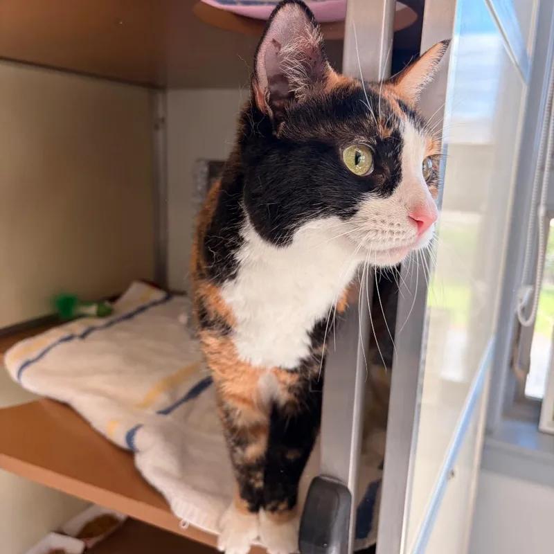 An adult medium-sized female Calico Domestic Short Hair cat named Seraphina for adoption in Birdsboro, PA
