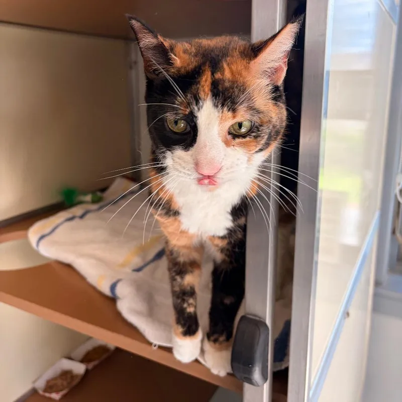 Seraphina thumbnail 2