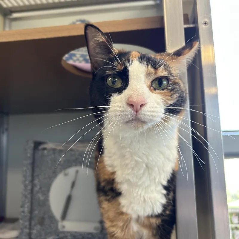 Seraphina thumbnail 3