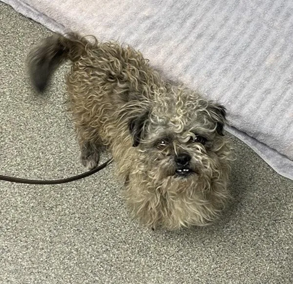 An adult small-sized male Terrier dog named Jack for adoption in Escondido, CA