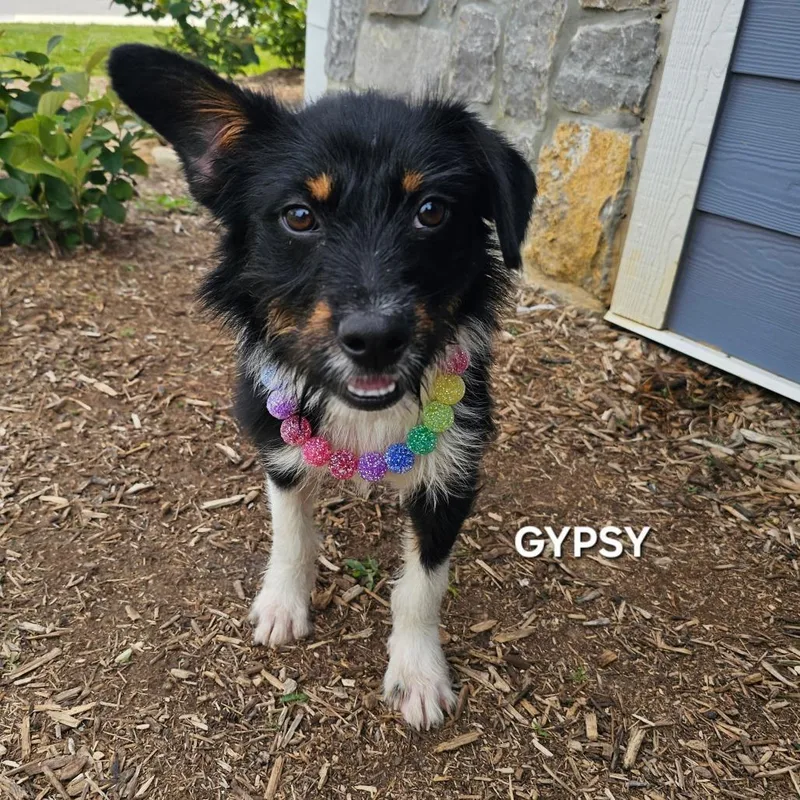 A young small-sized female Black Wirehaired Terrier dog named Gypsy for adoption in Madisonville, TN