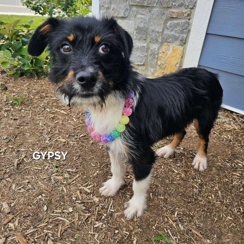 Gypsy thumbnail 2