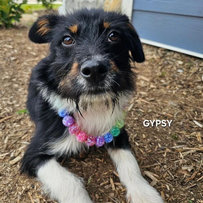 Gypsy thumbnail 4
