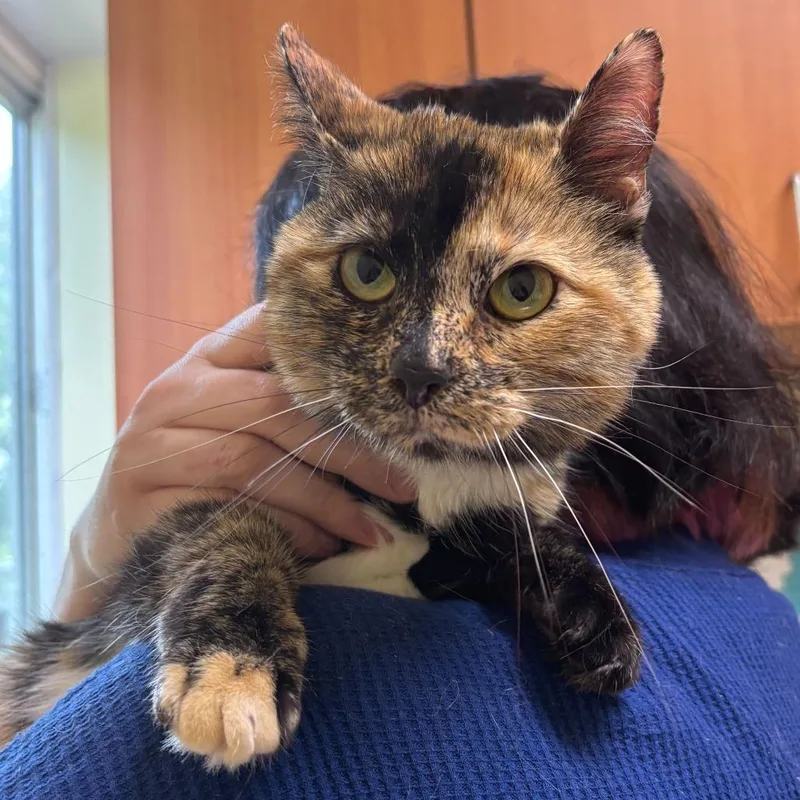 An adult medium-sized female Calico Domestic Short Hair cat named Uwu for adoption in Newark, DE
