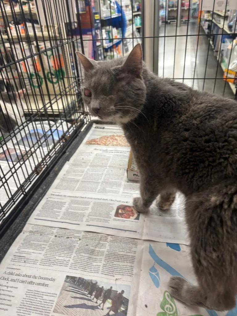 A senior medium-sized female Domestic Short Hair cat named Opal for adoption in Camp Hill, PA