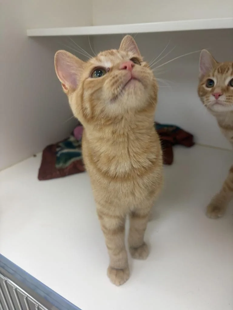 A baby small-sized male Domestic Short Hair cat named Peanut for adoption in Neillsville, WI
