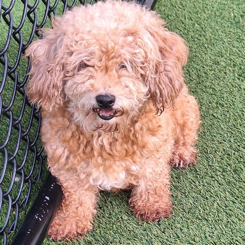 An adult small-sized female Brown / Chocolate Poodle dog named Sugar Britches for adoption in LOXAHATCHEE, FL
