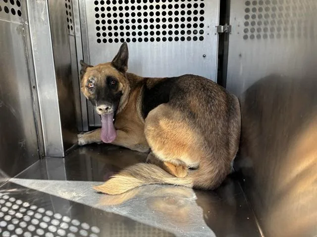 An adult large-sized female German Shepherd Dog dog named Skye for adoption in Mesa, AZ
