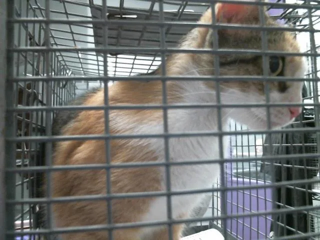 A young medium-sized female Domestic Short Hair cat named Nami for adoption in Houston, TX