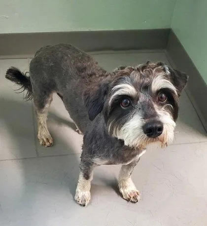 An adult small-sized male Yorkshire Terrier dog named Milo for adoption in Lake City, MI