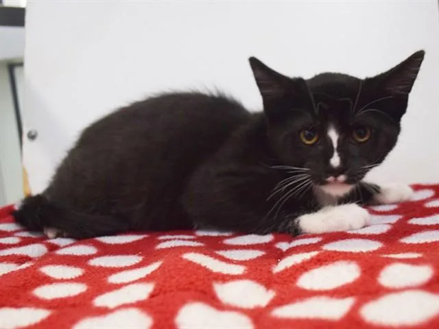 A baby small-sized male Domestic Short Hair cat named Maximos for adoption in Sacramento, CA