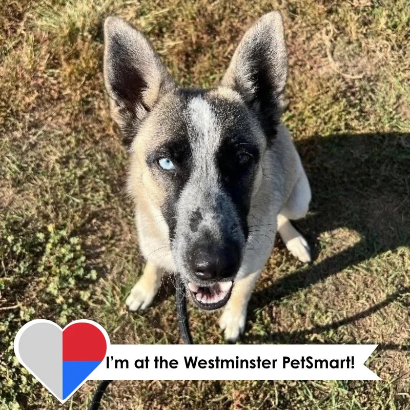 A young medium-sized female Brindle German Shepherd Dog dog named Tenana for adoption in Fort Collins, CO