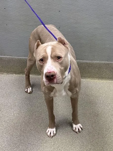 An adult large-sized male Pit Bull Terrier dog named King for adoption in Las Vegas, NV