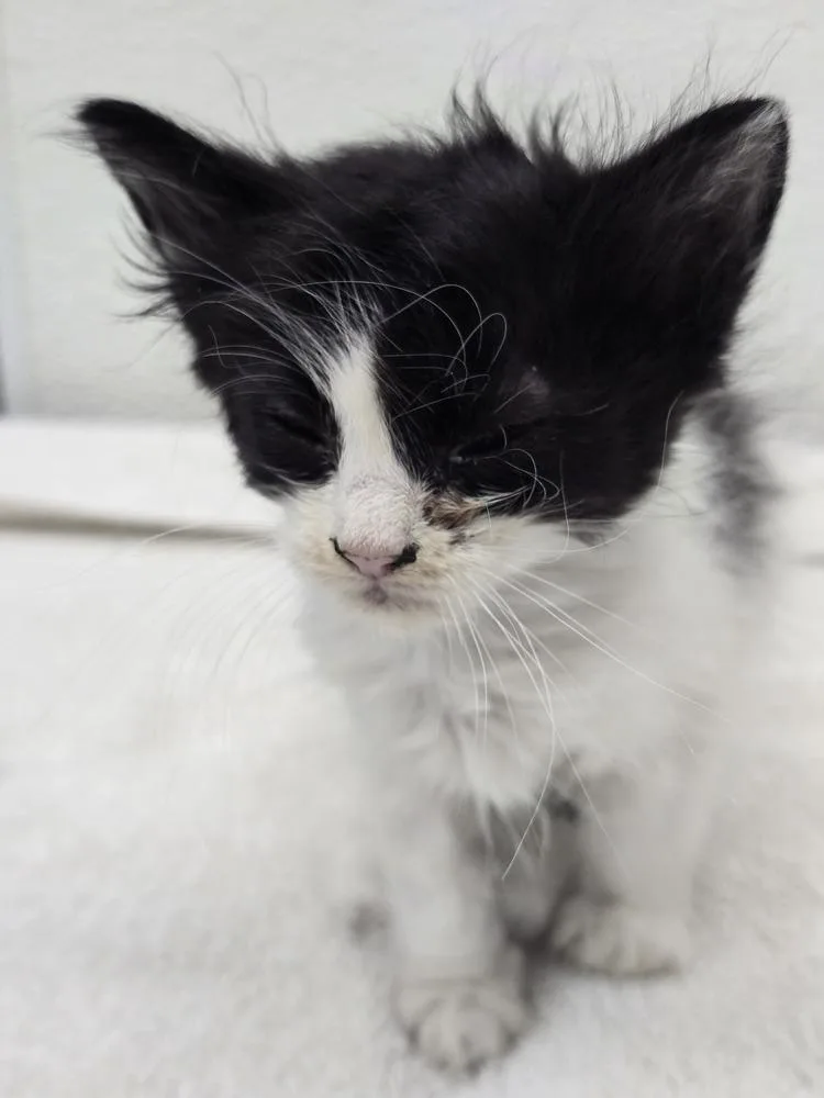 A baby small-sized female Black & White / Tuxedo Domestic Short Hair cat named Linny for adoption in Evansville, IN