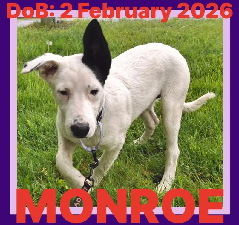 A young medium-sized female German Shepherd Dog dog named Monroe for adoption in Sebec, ME