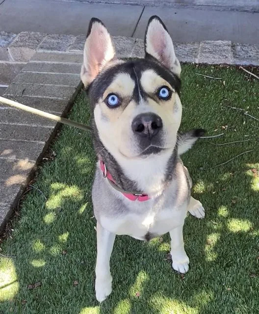 A young large-sized male Tricolor (Brown, Black, & White) Husky dog named Igor for adoption in Phoenix, OR