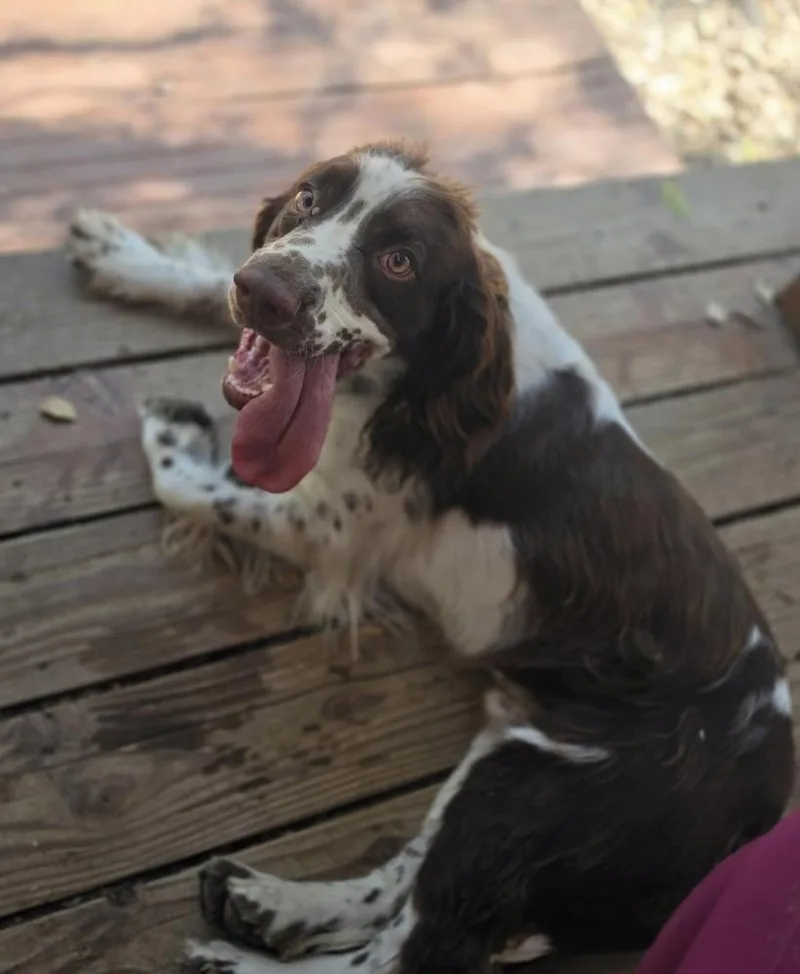 Cooper