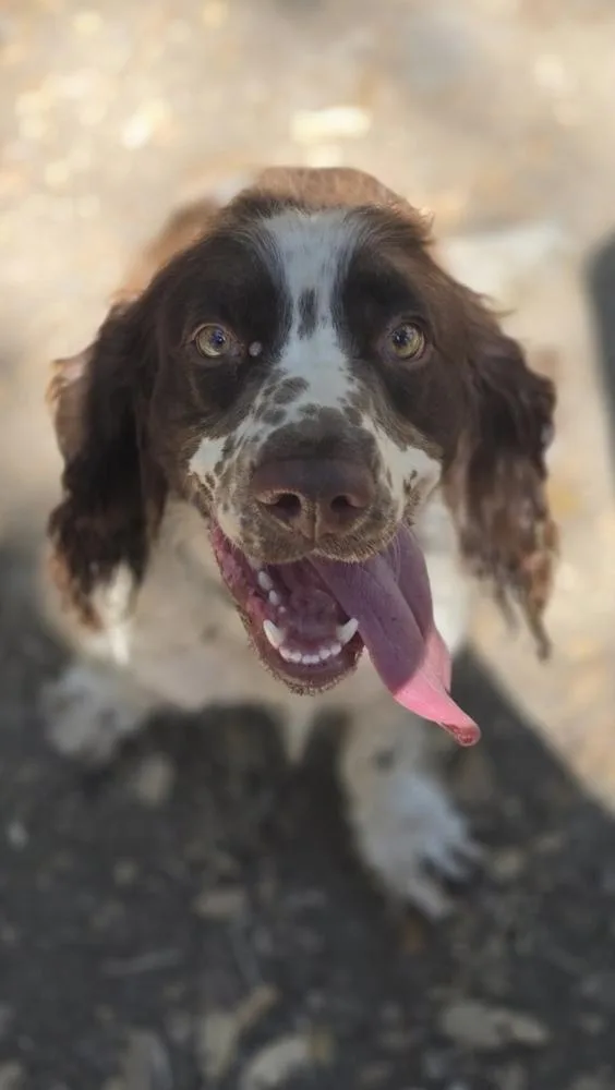 Cooper thumbnail 2