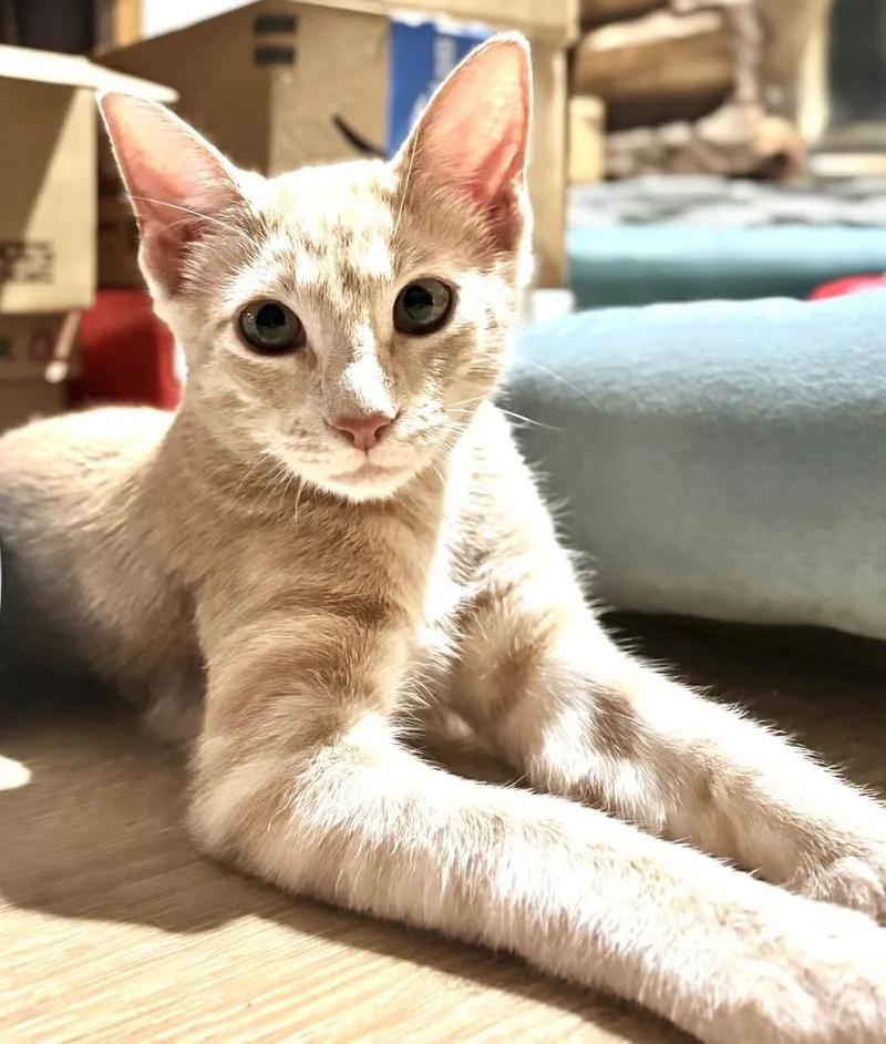 A baby small-sized male Tabby cat named Bender Buff for adoption in Dallas, TX