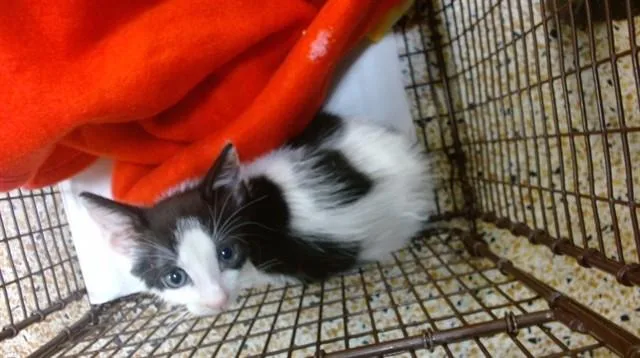 A baby small-sized male Domestic Short Hair cat named Mango for adoption in Miami, FL