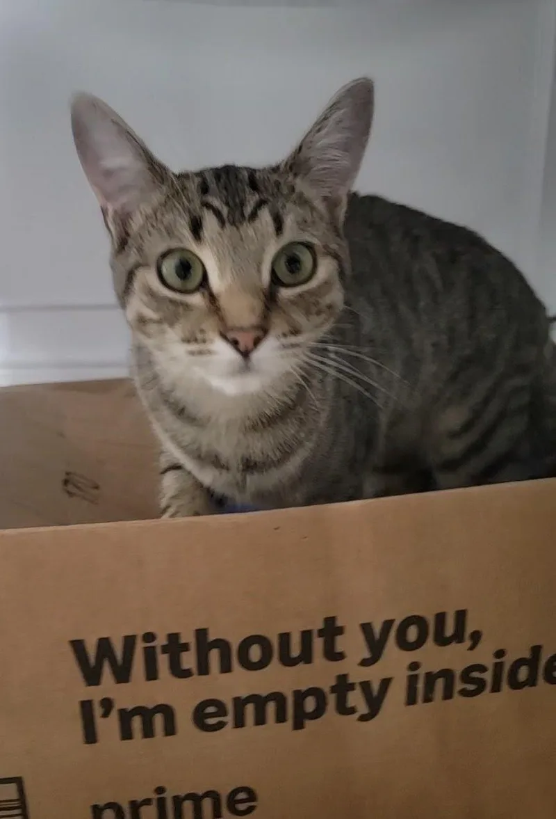 Spirit  Cp thumbnail 2