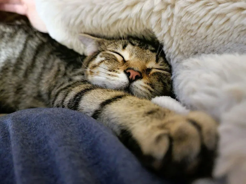 Spirit  Cp thumbnail 3