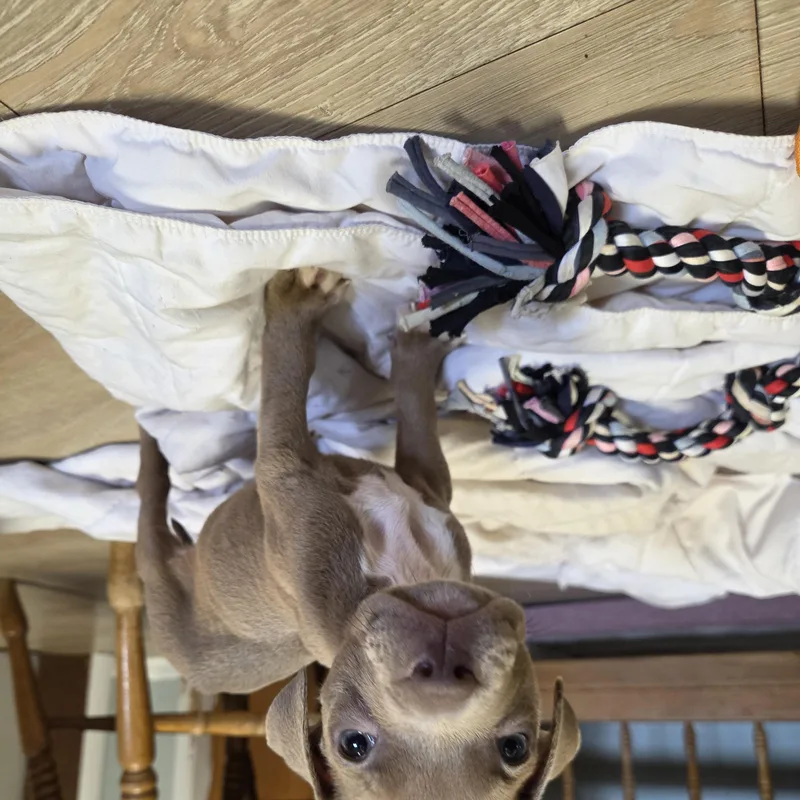 A baby medium-sized male Pit Bull Terrier dog named Root Beer for adoption in Wyandotte, MI